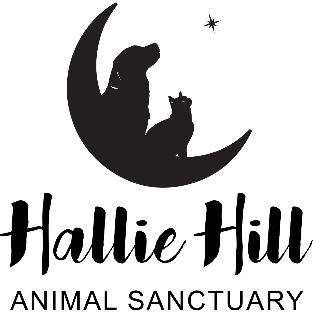 Hallie Hill Animal Sanctuary in Hollywood, SC | Clear The Shelters 2022 image