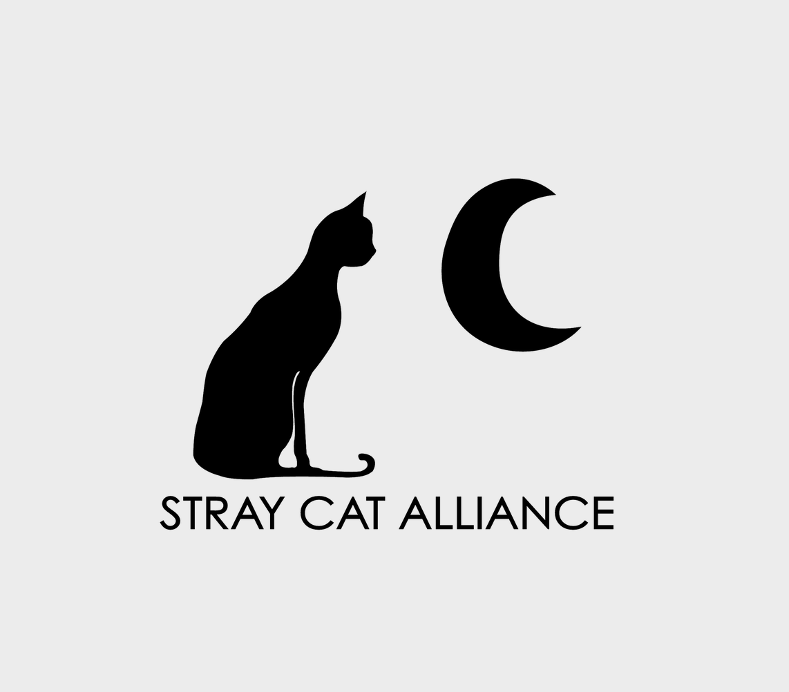 Stray Cat Alliance in Los Angeles, 803 | Clear The Shelters 2022 image