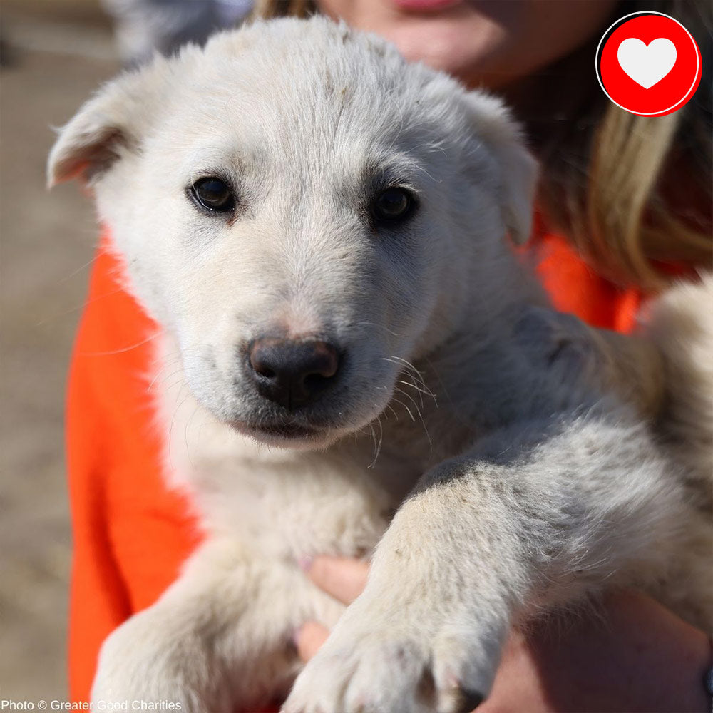 Ukraine Crisis: Feed Pets in Need - $10 Level