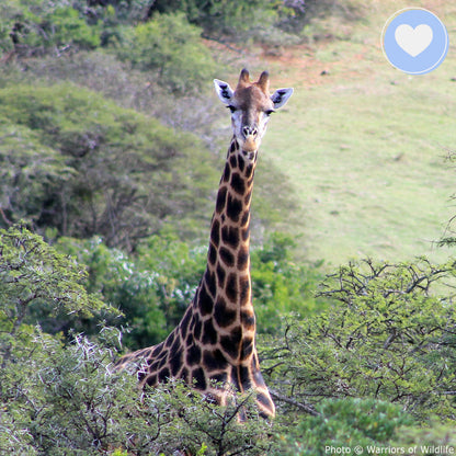 Provide Life-Saving Water to People & Wildlife in South Africa