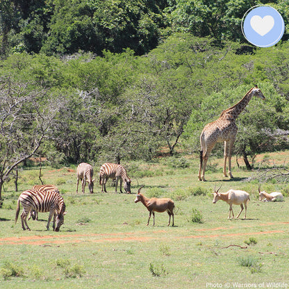 Provide Life-Saving Water to People & Wildlife in South Africa