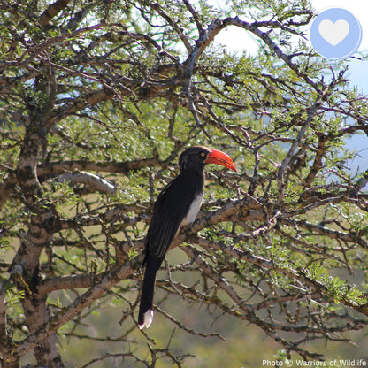 Provide Life-Saving Water to People & Wildlife in South Africa