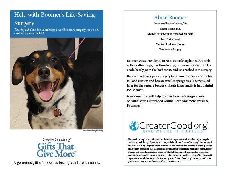 Donation - Help With Boomer's Life-Saving Surgery