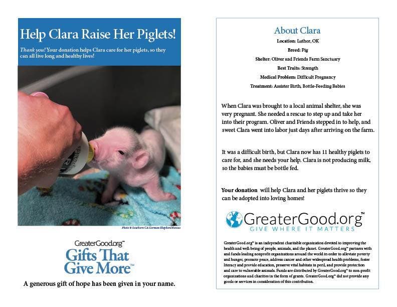 Help Clara Raise Her Piglets!