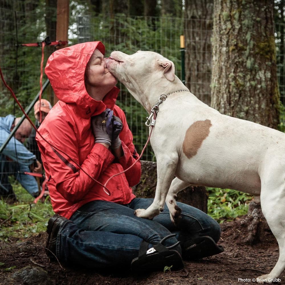 Donation - A Chain Free Life For Dogs