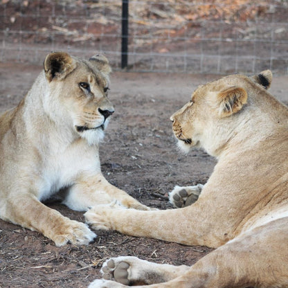 Donation - Build A Paradise For Lions Rescued From Abuse