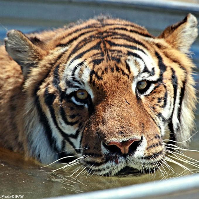 Donation - Care & Feeding For A Rescued Tiger