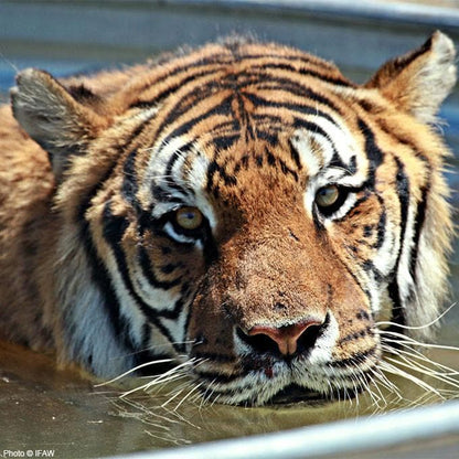 Donation - Care & Feeding For A Rescued Tiger