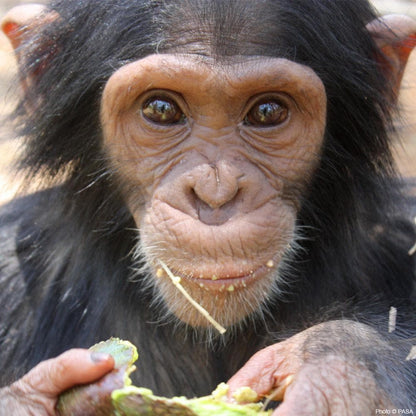 Donation - Care For A Baby Chimpanzee Rescued From The Illegal Wildlife Trade