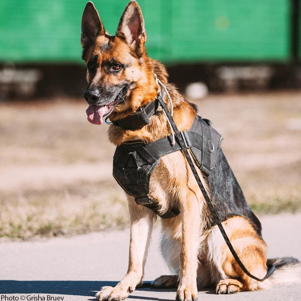 Donation - Care For Our Nation's Retired Military And Police Dogs