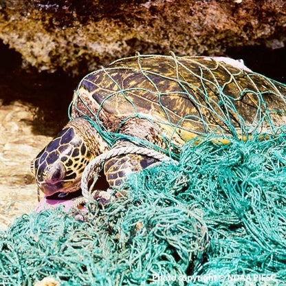 Donation - Clean Up Dangerous Plastic Pollution In Our Oceans