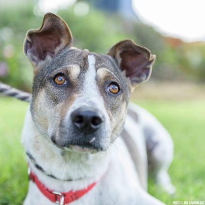 Donation - Fly Dogs Rescued From The Dog Meat Trade To The United States