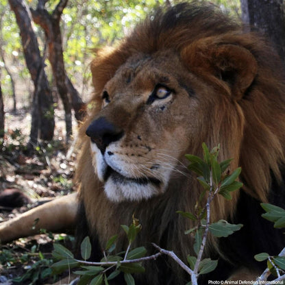 Donation - Help Care For Abused Circus Lions