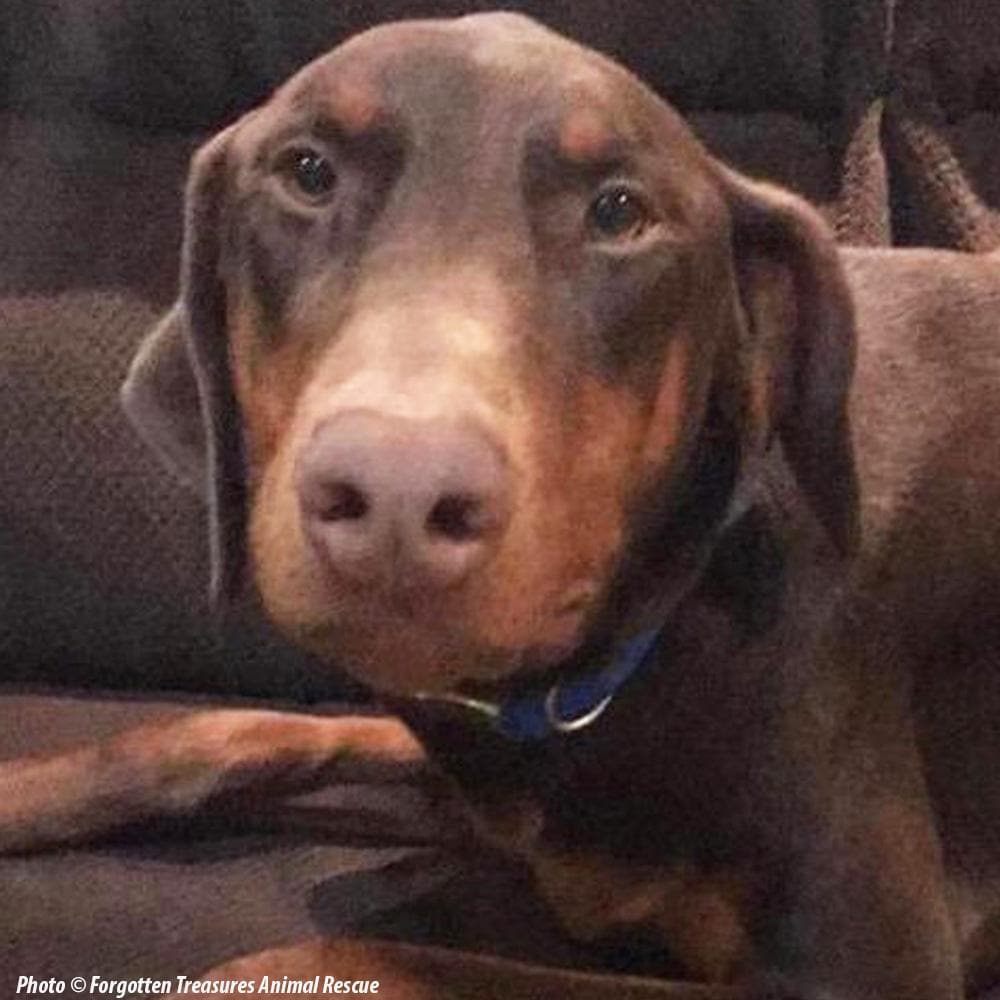 Donation - Help Dixon The Doberman Recover