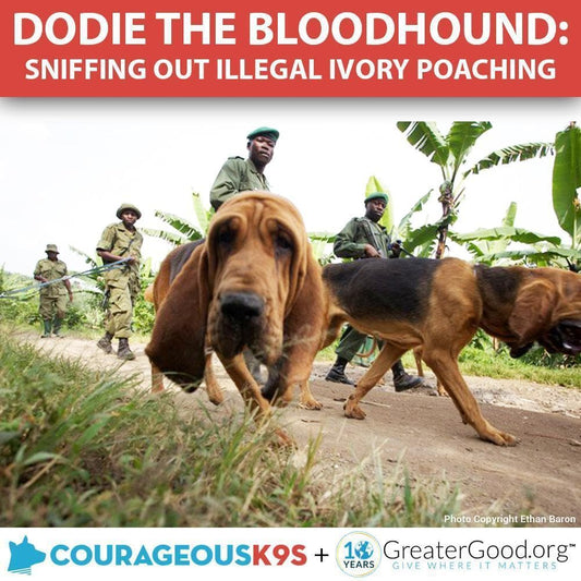 Donation - Help Dodie The Bloodhound Stop Ivory Poaching