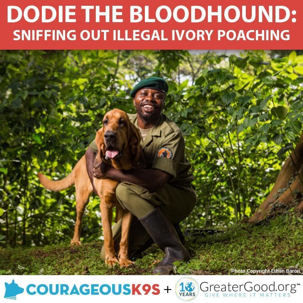 Donation - Help Dodie The Bloodhound Stop Ivory Poaching