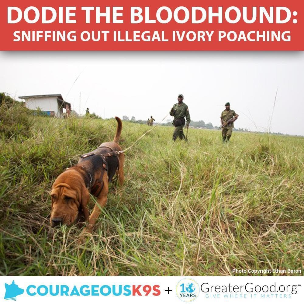 Donation - Help Dodie The Bloodhound Stop Ivory Poaching