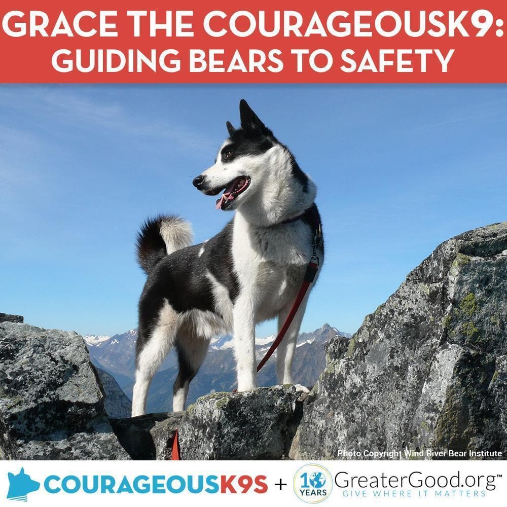 Donation - Help Grace The CourageousK9 Guide Bears To Safety