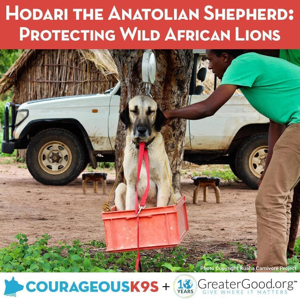 Donation - Help Hodari The Hero Dog Save Endangered Lions