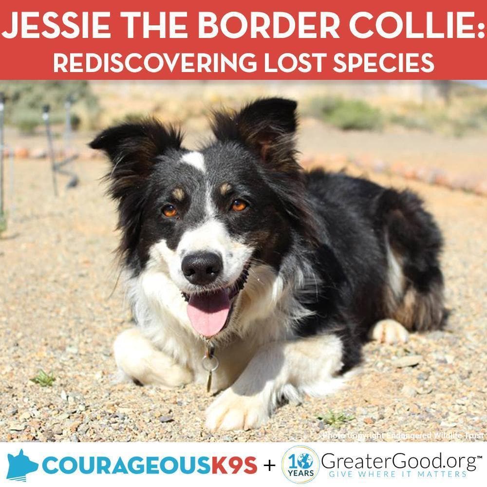 Donation - Help Jessie The Border Collie Rediscover Lost Species