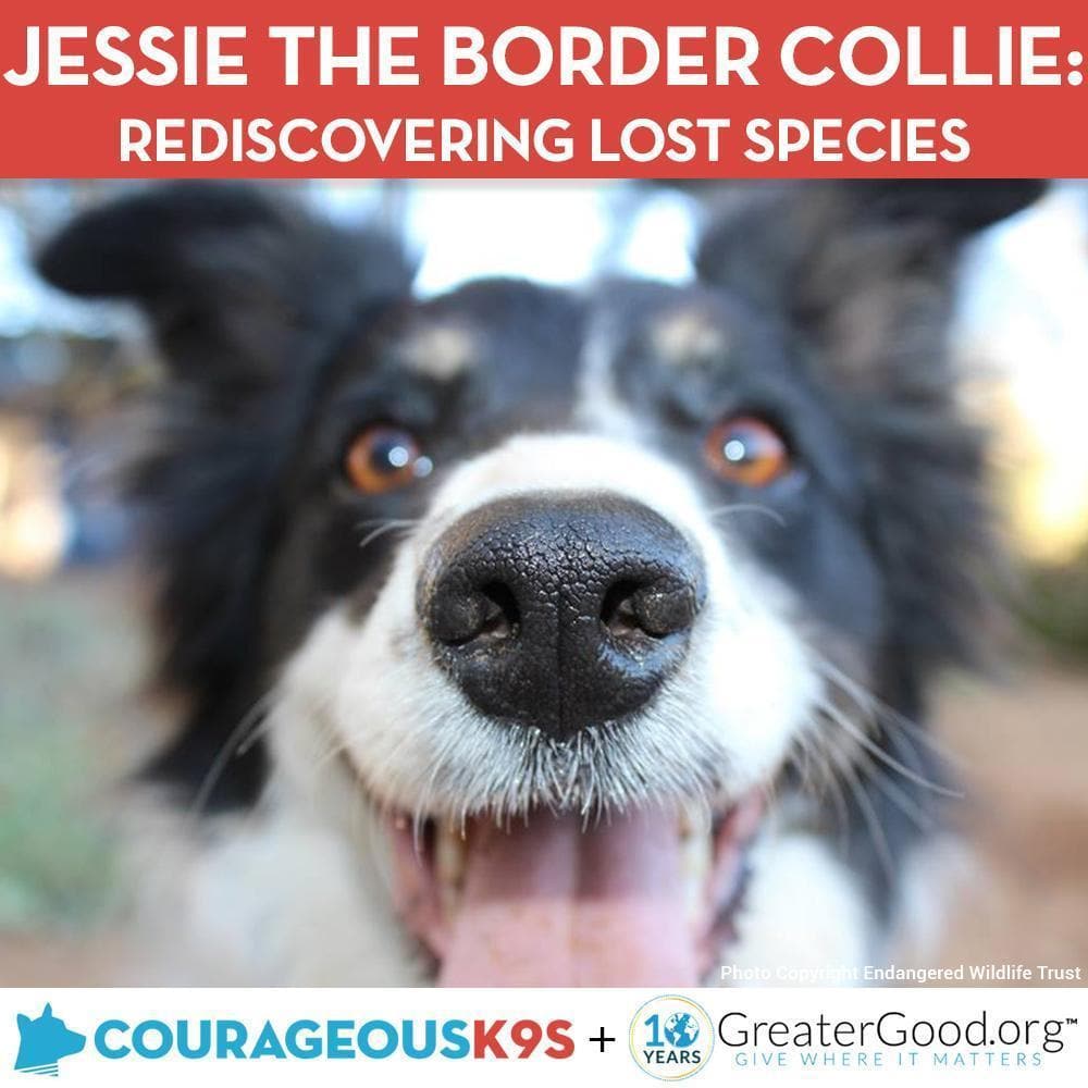 Donation - Help Jessie The Border Collie Rediscover Lost Species