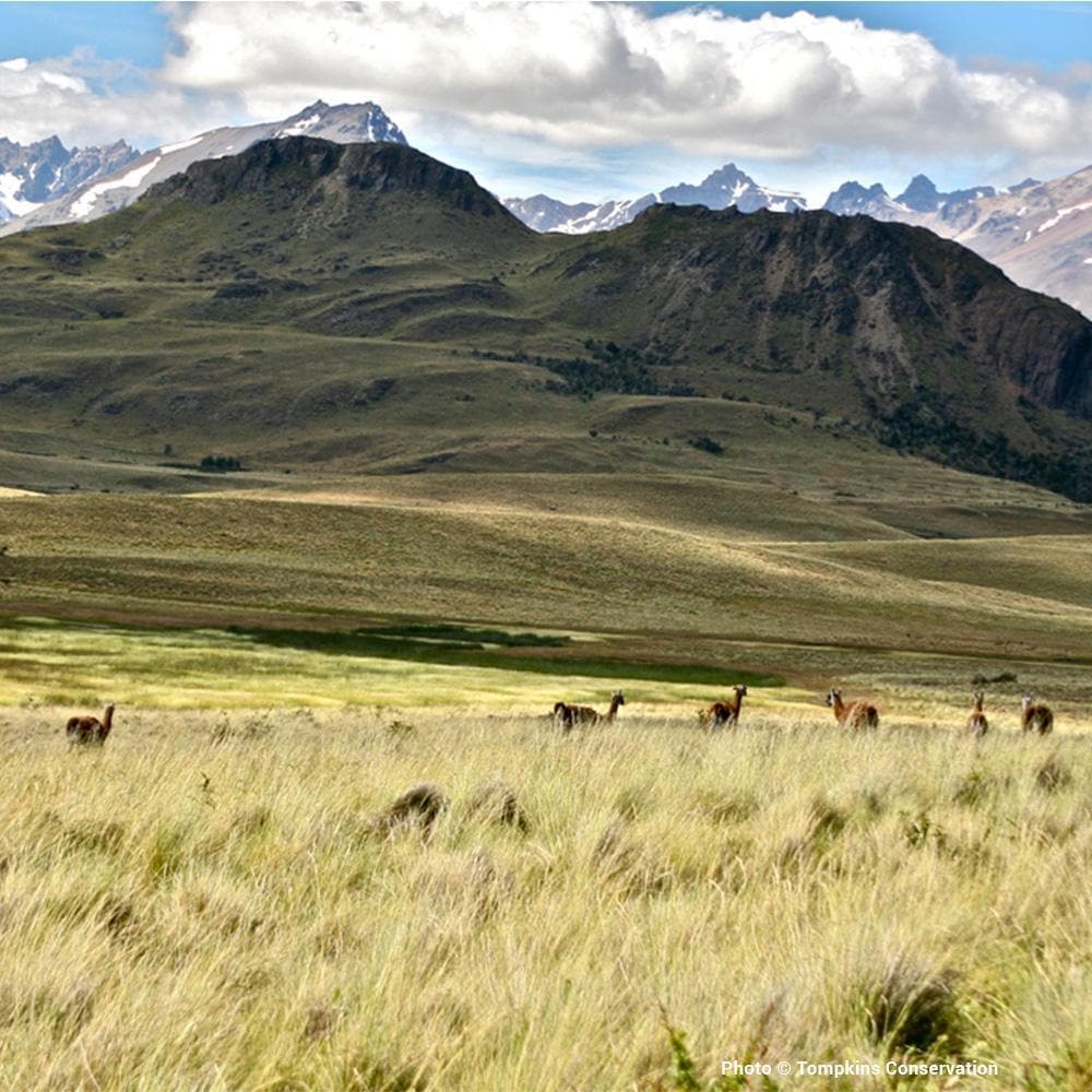 Donation - Help Protect 10 Million Acres Of New National Parks In Chile