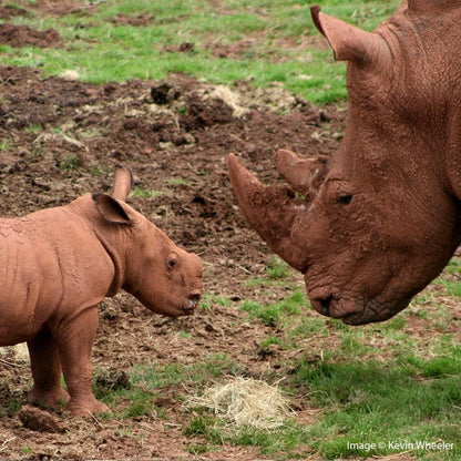 Donation - Help Provide Wilderness Education To Stop Rhino Slaughter