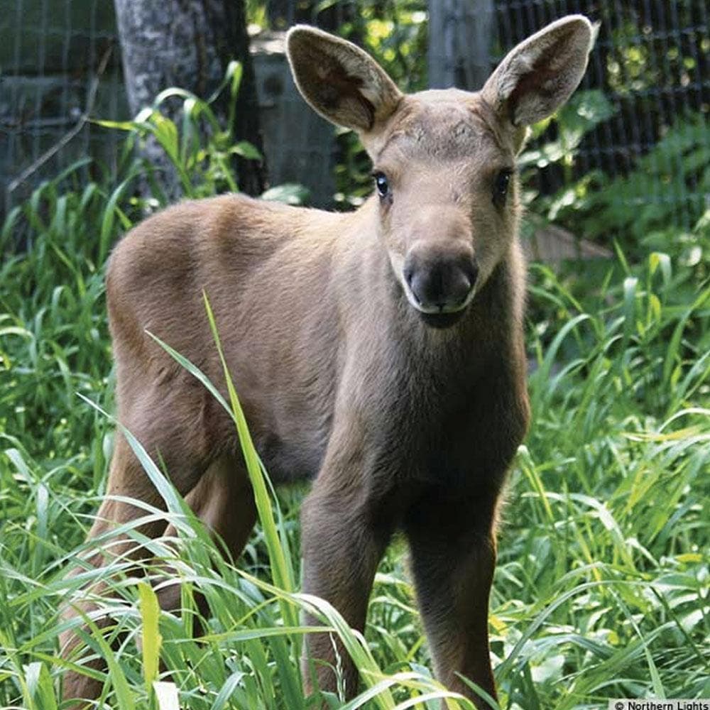 Donation - Help Raise An Orphaned Moose