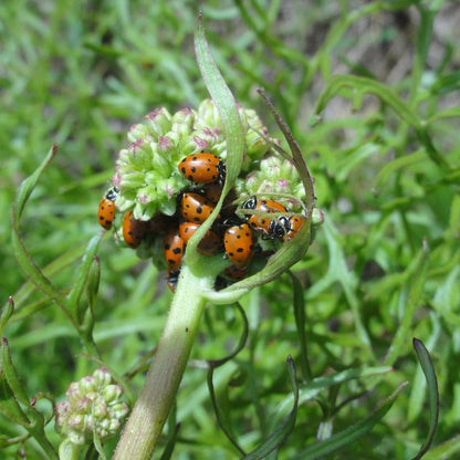 Donation - Help Restore Wetlands In The Sky Islands