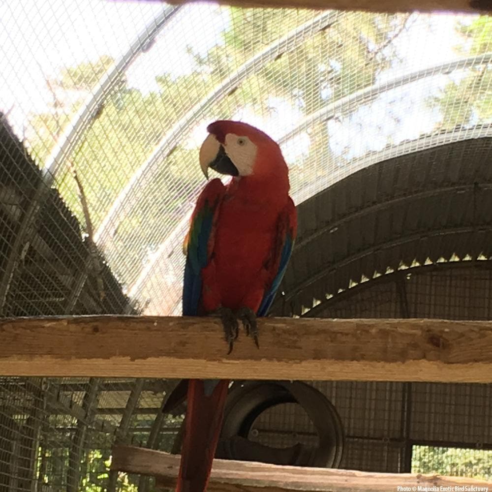 Donation - Help Support Homeless Parrots With A New Aviary