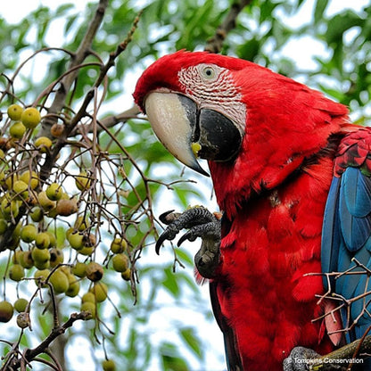 Donation - Help The Green-Winged Macaw Fly Again!