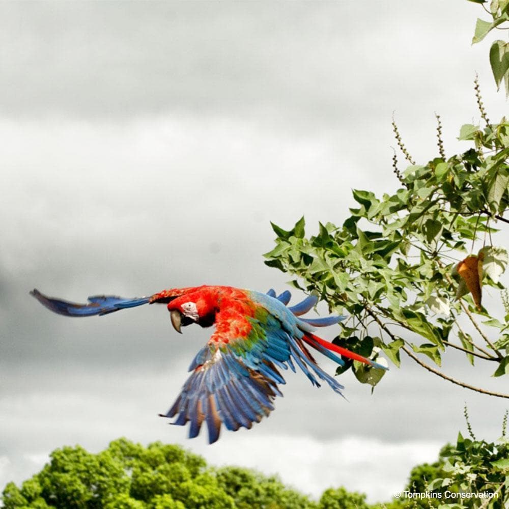 Donation - Help The Green-Winged Macaw Fly Again!