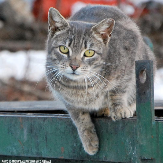 Donation - Life-Saving Resources Needed For NYC's Feral & Stray Cats