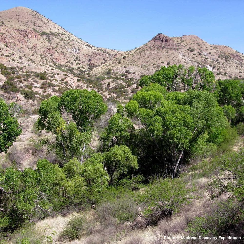 Donation - Madrean Discovery: Protect Critical Habitat In Mexico