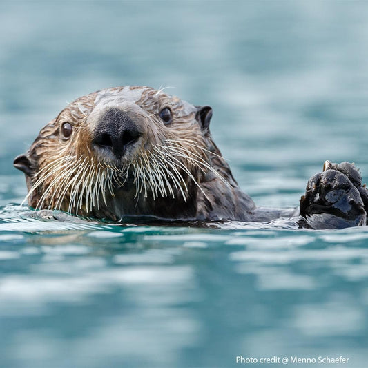 Donation - Offset Carbon With Sea Grass For Otters