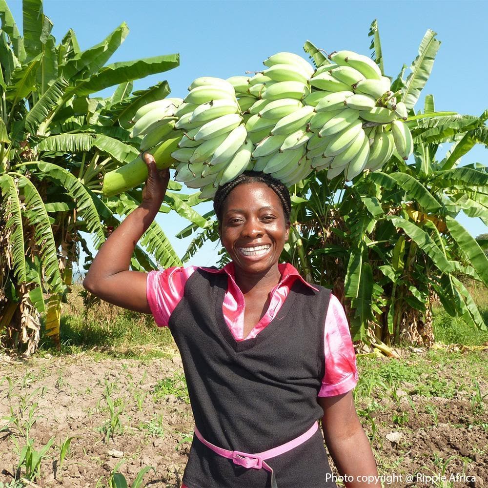 Donation - Plant A Tree, Save A Life In Malawi