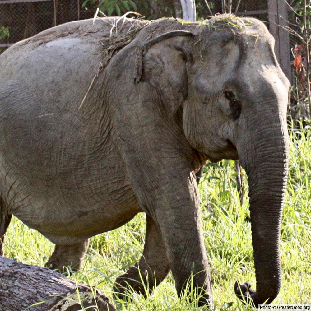 Donation - Project Peril: Help Save The Asian Elephant