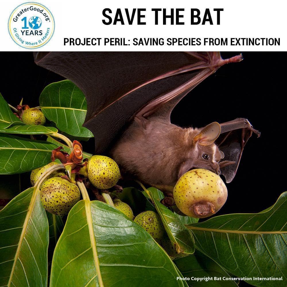 Donation - Project Peril: Help Save The Bat