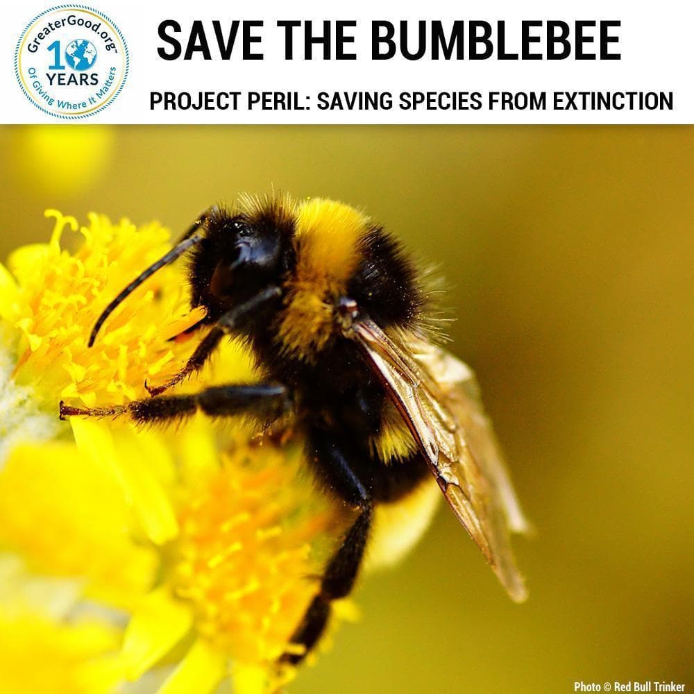 Donation - Project Peril: Help Save The Bumblebee