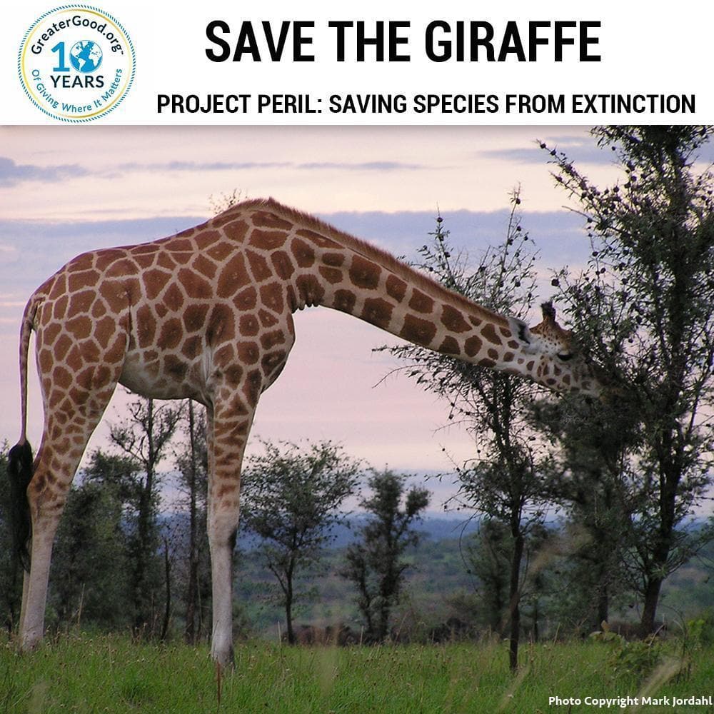 Donation - Project Peril: Help Save The Giraffe