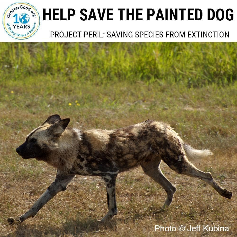 Donation - Project Peril: Help Save The Painted Dog