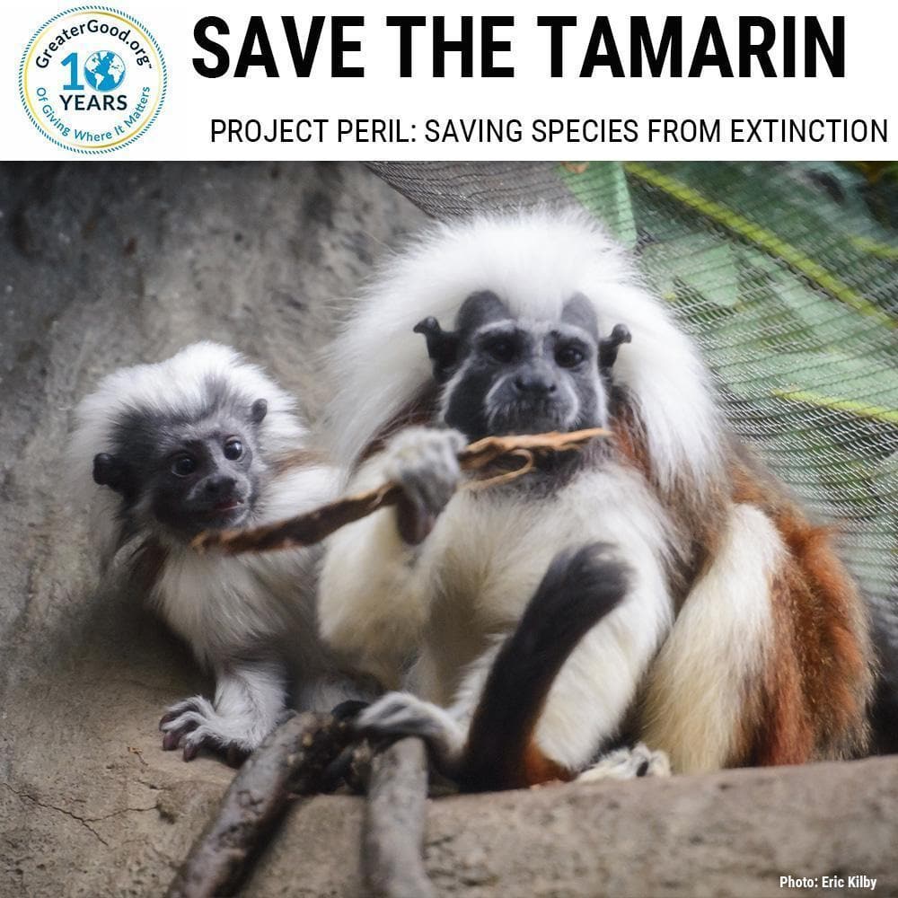 Donation - Project Peril: Help Save The Tamarin