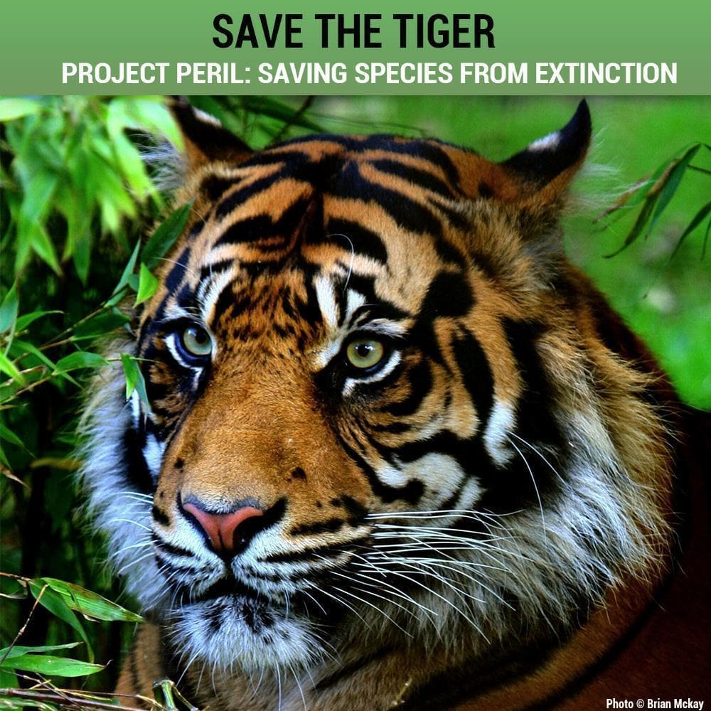 Donation - Project Peril: Help Save The Tiger