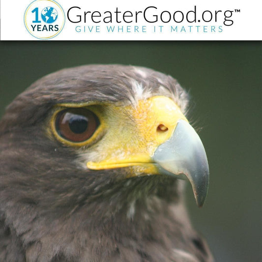 Donation - Protect Golden Eagles In The Sierra San José