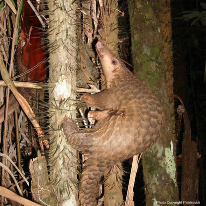 Donation - Protect The Last Great Forests Of Northern Borneo