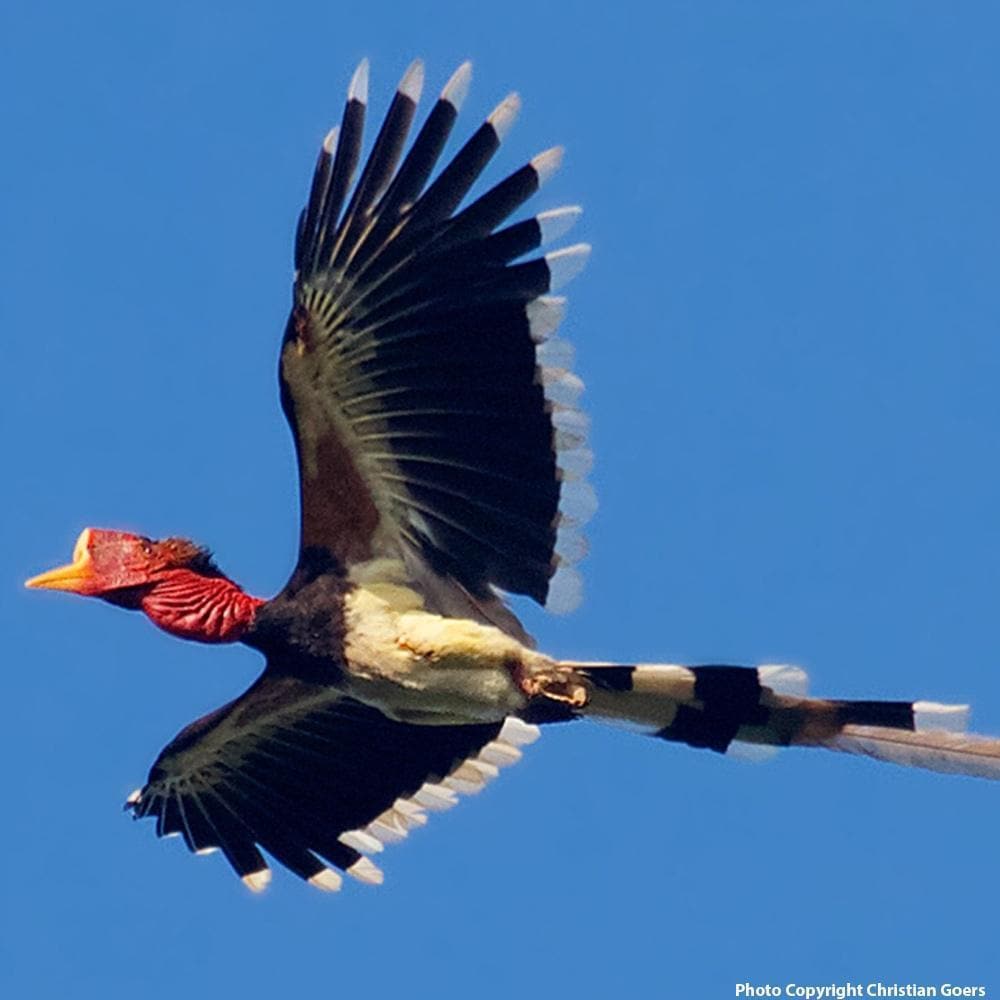 Donation - Protect The Last Great Forests Of Northern Borneo