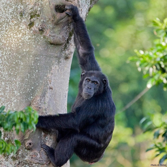 Donation - Protect Wild Chimpanzees And Gorillas From Smugglers