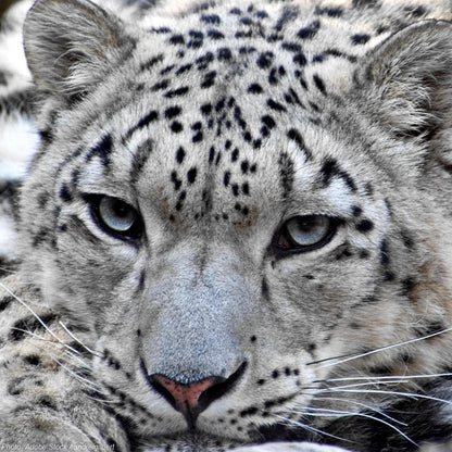 Donation - Protecting Snow Leopard Habitat Will Help Hundreds Of Other Species