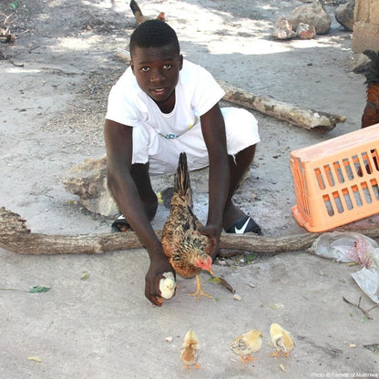 Donation - Provide Egg Laying Hens For Haitian Families