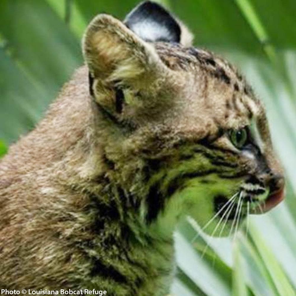 Donation - Rescue And Rehabilitate Threatened Bobcats